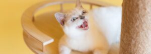 Купание котят: как сделать процесс комфортным и безопасным