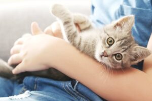 Почему кошки спят с человеком? Тайны взаимного доверия