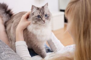 Почему кот спит в ногах?