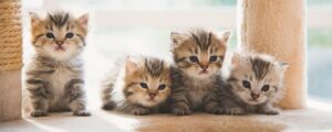 Купание котят: как сделать процесс комфортным и безопасным
