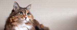 Как отучить кошку гадить на кровать? Разбираем причины и решения